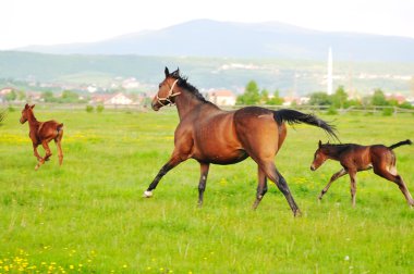 at doğa