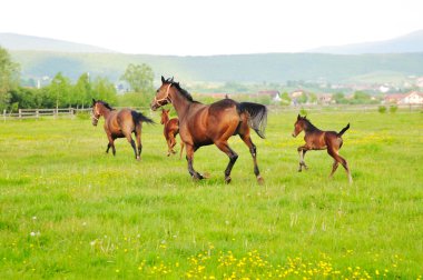 Horse nature clipart