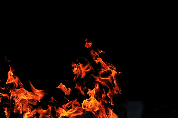 Vad tűz — Stock Fotó