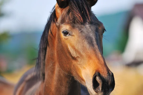 Dziecko konia — Zdjęcie stockowe