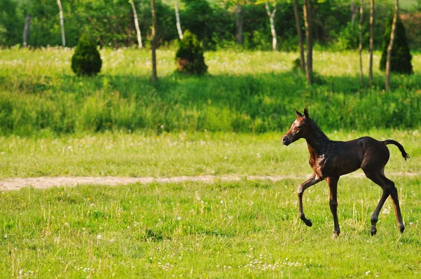 stock image Baby horse