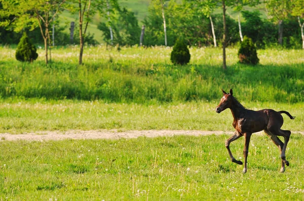 stock image Baby horse