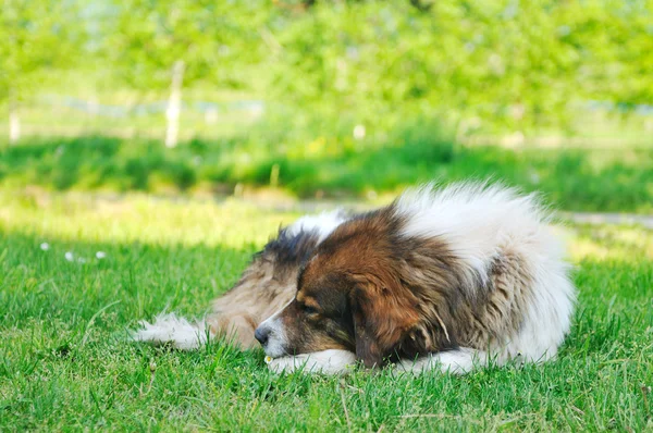 Vecchio cane malato — Foto Stock
