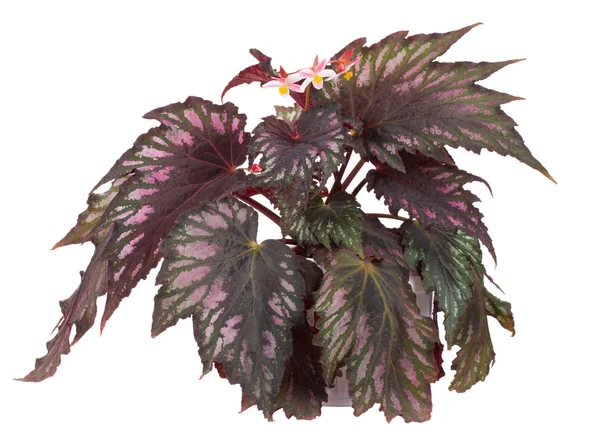 Begonia florescente em pote — Fotografia de Stock