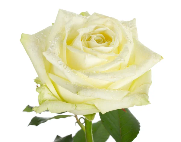 Nahaufnahme Weiße Rose — Stockfoto