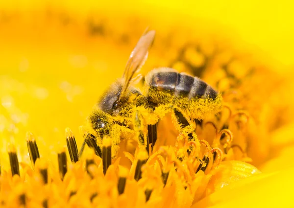 Bal arısı nektarı toplamak — Stok fotoğraf