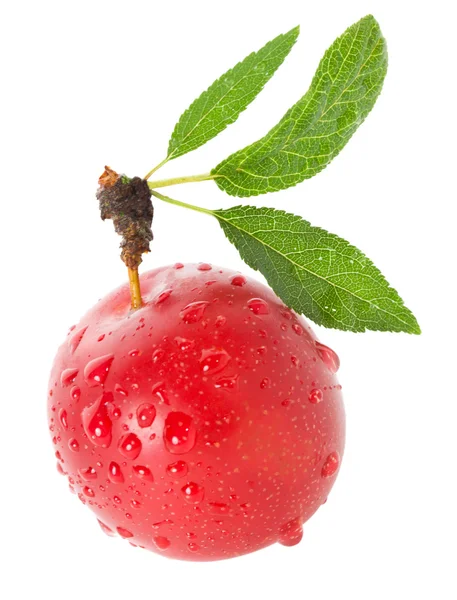 Wet ripe plum — Stock Photo, Image