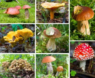 Forest mushrooms set clipart