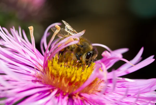 Včela na růžovém květu — Stock fotografie