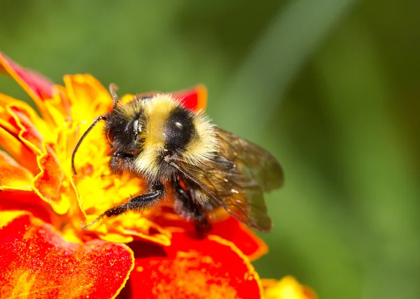 Çiçekteki yaban arısı — Stok fotoğraf