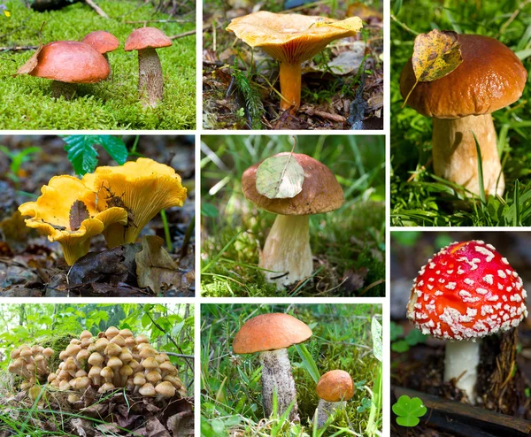 Conjunto de cogumelos florestais — Fotografia de Stock