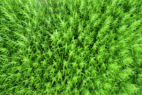 Green background — Stock Photo, Image
