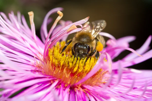 Méhecske rózsaszín virágon — Stock Fotó