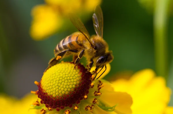 Bee on yellow flower — Stock Photo, Image