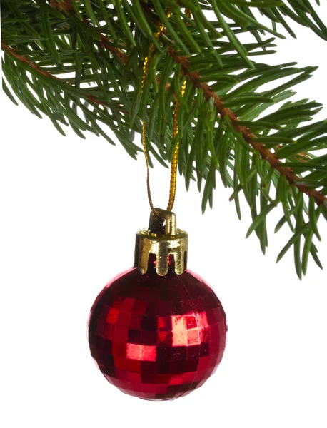 Red ball on fir tree branch — Stock Photo, Image