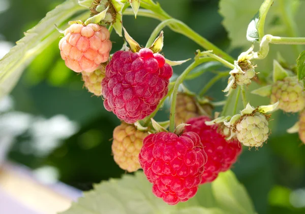 Ripe raspberries branch — Stock Photo, Image
