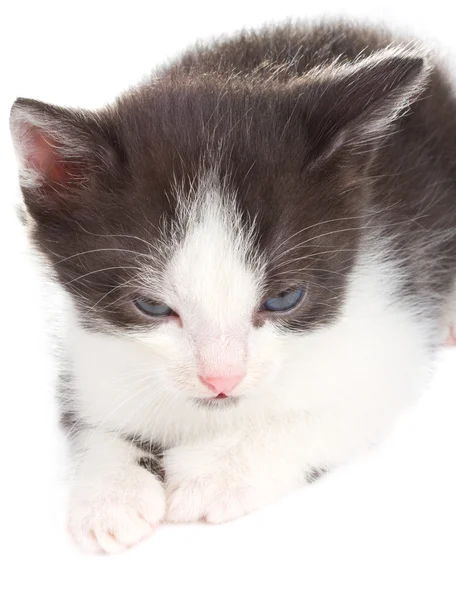 Piccolo gattino sdraiato — Foto Stock