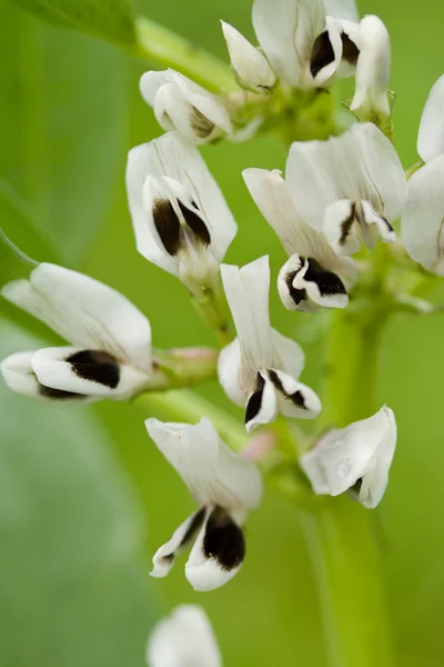Czarne kwiaty białe na zielonym tle — Zdjęcie stockowe