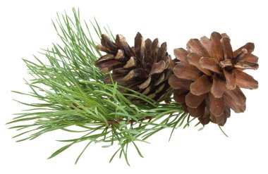 Pine branch with cones clipart