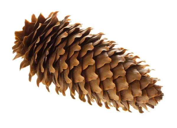 Cone de Firtree — Fotografia de Stock