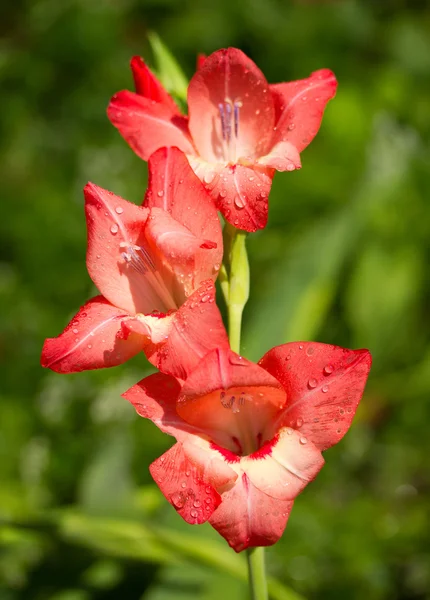 उन्हाळ्यात पाऊस नंतर ग्लॅडिओलस फूल — स्टॉक फोटो, इमेज