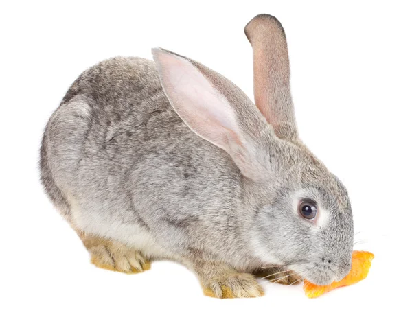 Conejo de cerca —  Fotos de Stock