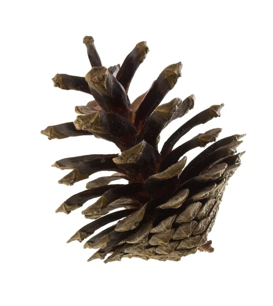 Grande cone de pinheiro — Fotografia de Stock