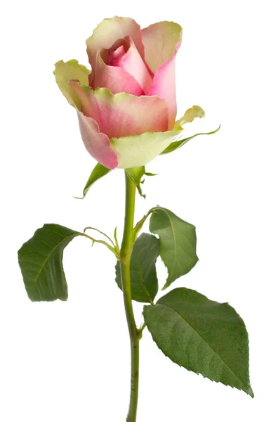 Schöne weiß-rosa Rose — Stockfoto