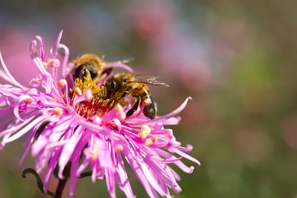 Las abejas recogen el néctar en la flor —  Fotos de Stock
