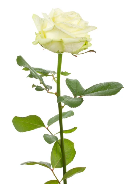 Rosa branca bonita — Fotografia de Stock