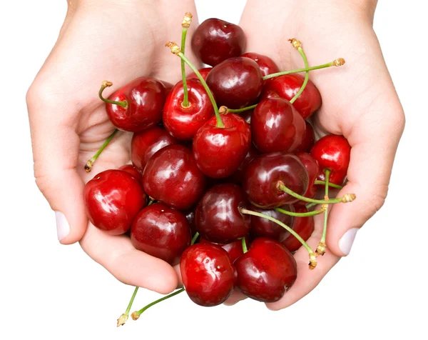 Sweet cherries in hands — Stock Photo, Image