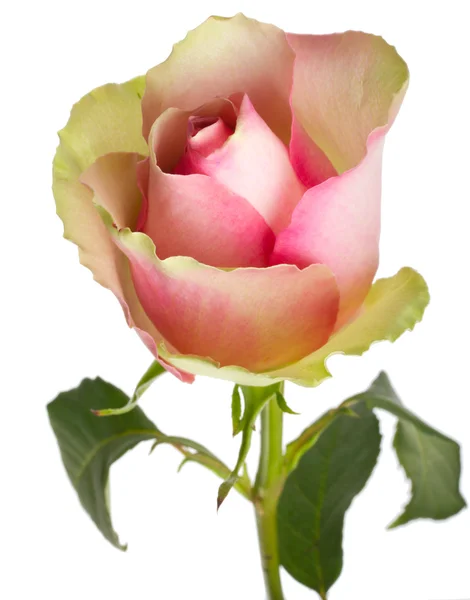 Красивая бело-розовая роза — стоковое фото