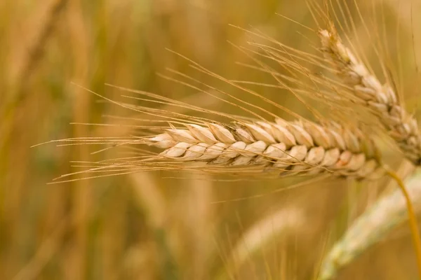 Вухо пшениці, вибірковий фокус — стокове фото
