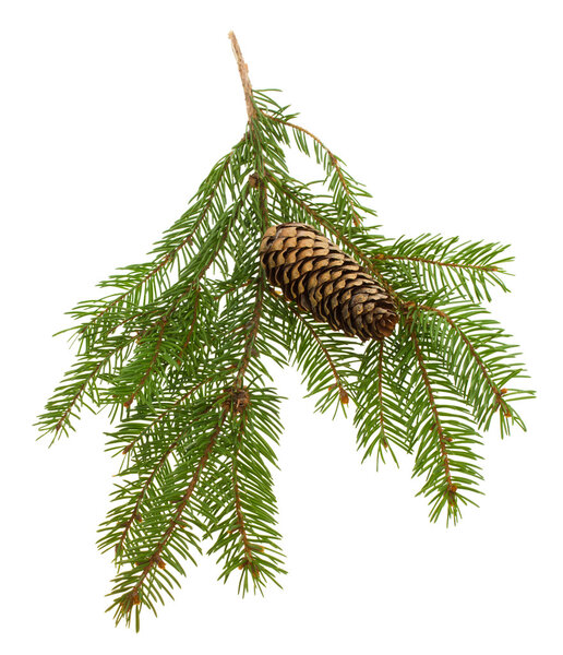 Fir branch with cone