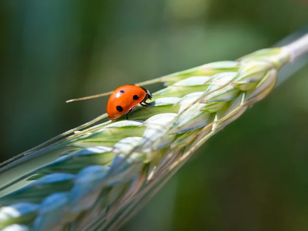 Ladybird on wheat ear — Stock Photo, Image