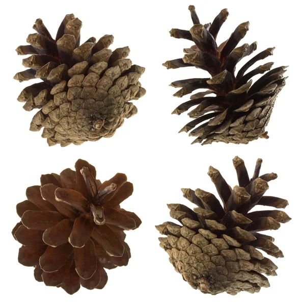 Set coni di pino — Foto Stock