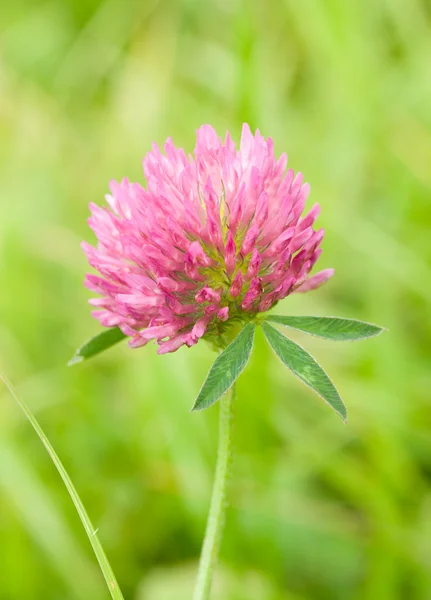 Pink clover against a green background — Stock Photo, Image