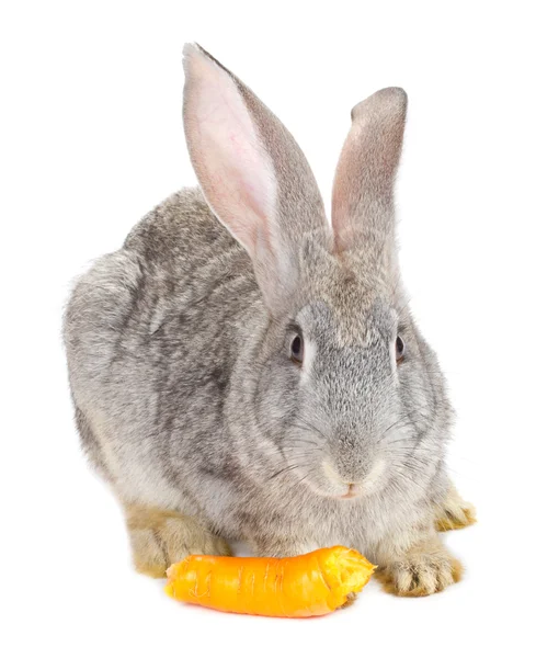 Кролик їсть морква — стокове фото