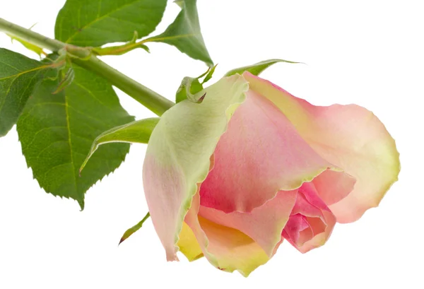美丽的白色粉红色玫瑰 — 图库照片