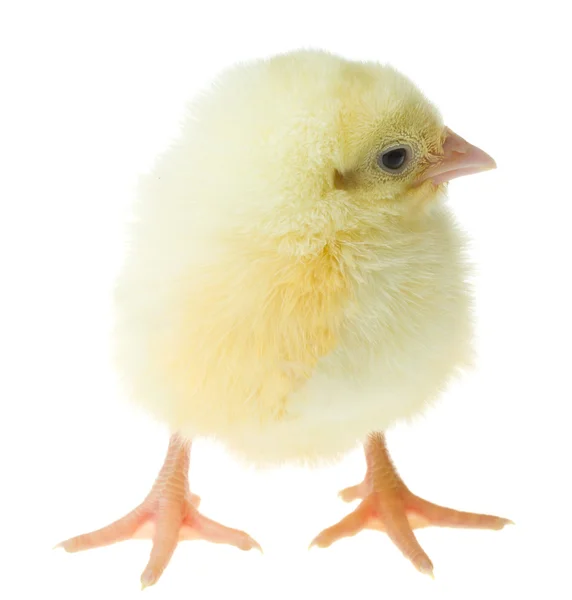 Single chick — Stock Photo, Image