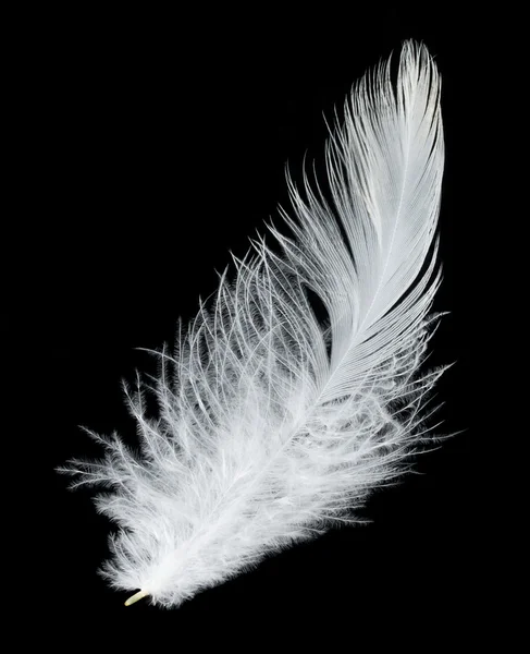 Λευκό φτερό σε μαύρο φόντο — Φωτογραφία Αρχείου