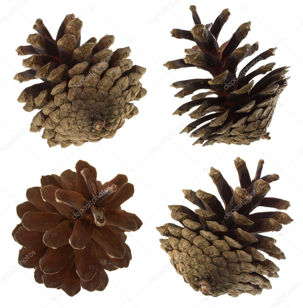 Pine cones set