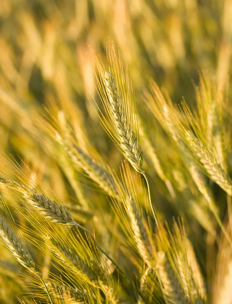 Протирати пшеницю в полі — стокове фото