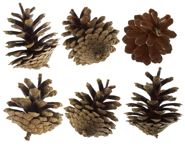 Set coni di pino — Foto Stock