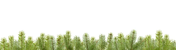 Çerçevesinden firtree dalları — Stok fotoğraf
