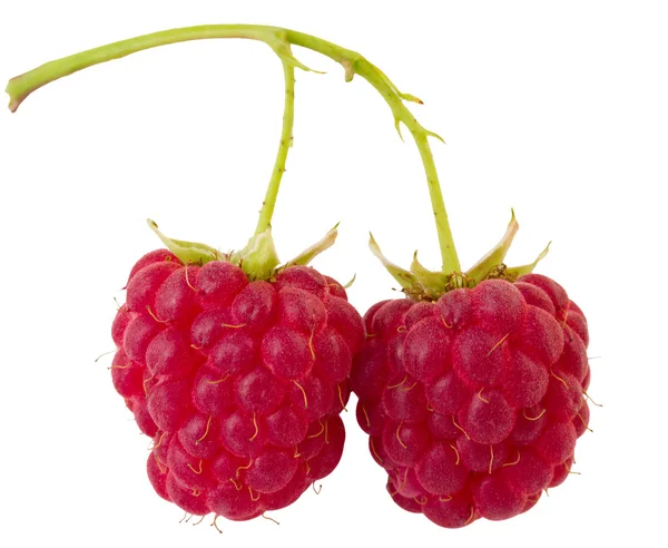 两个成熟莓的分支 — 图库照片