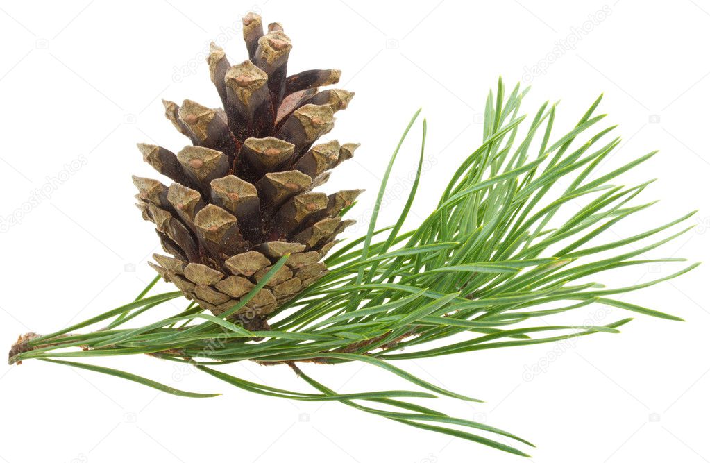 Pine branch with cone