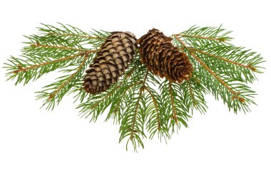 Fir tree branches with cones clipart