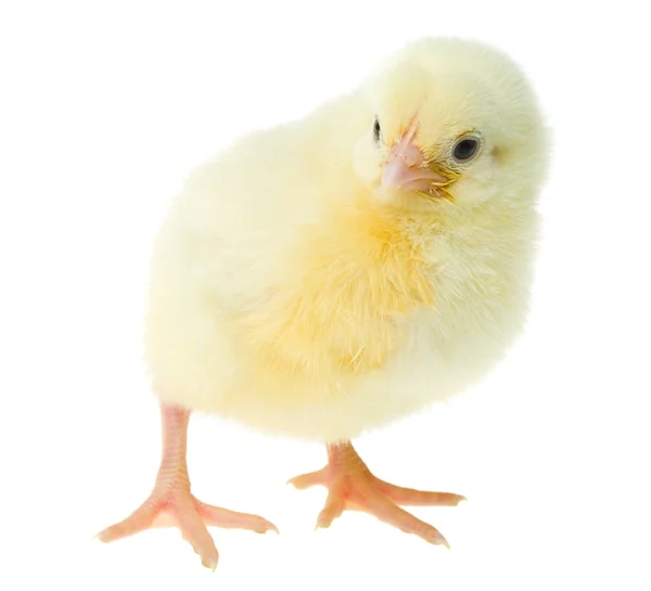 Ciekawy żółty kurczak — Zdjęcie stockowe