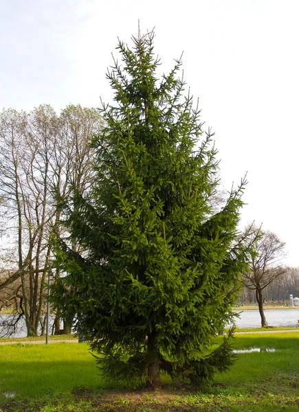 Fir tree in a park — Stock Photo, Image